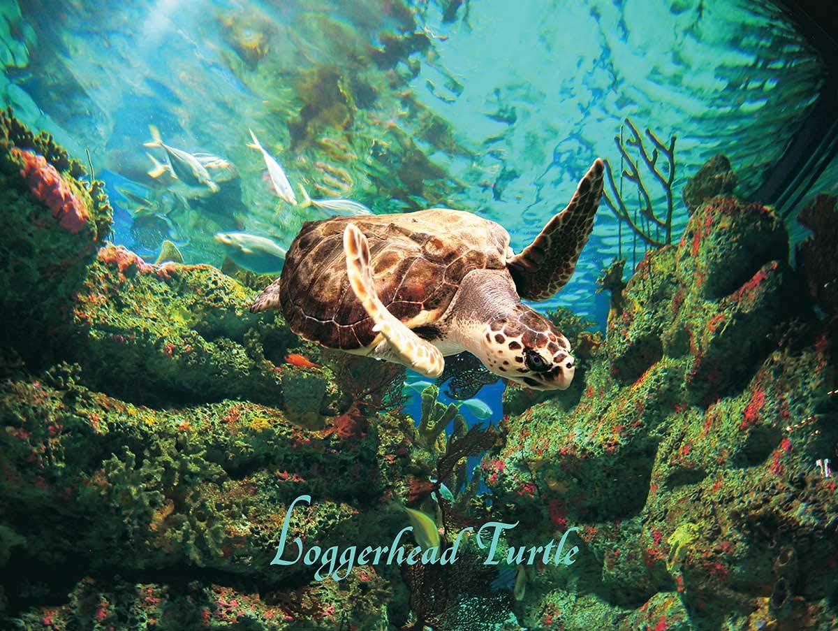 Loggerhead Turtle - Heritage puzzle collectible - Main Image 2