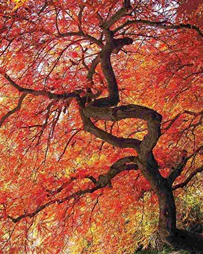 Mediterranean Greece Pc Jigsaw Pieces From 14 Piece 14980 70 X 50 Years