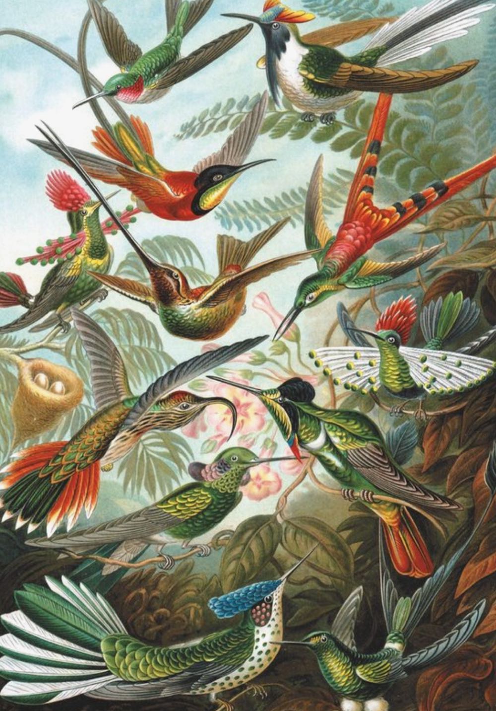 Hummingbirds🐦 - Piatnik puzzle collectible [Barcode 6093339450497] - Main Image 2