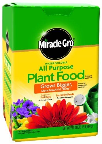 Colorful Canines: A Dog Park Day