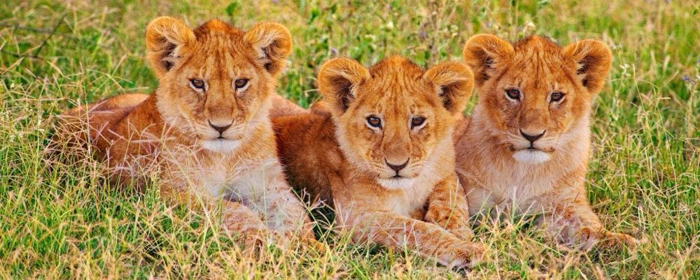 Quilting Room Mischief  🟦