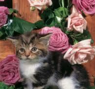 Gingerbread Wonderland