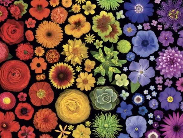 Color Palettes : Flower Power - Ravensburger puzzle collectible [Barcode 4005556824526] - Main Image 2