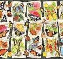 The Lucky Country - Partying In Surfers Paradise