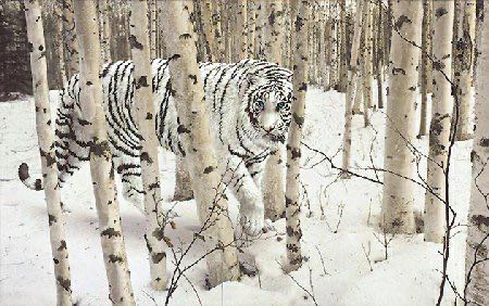 Image 127716