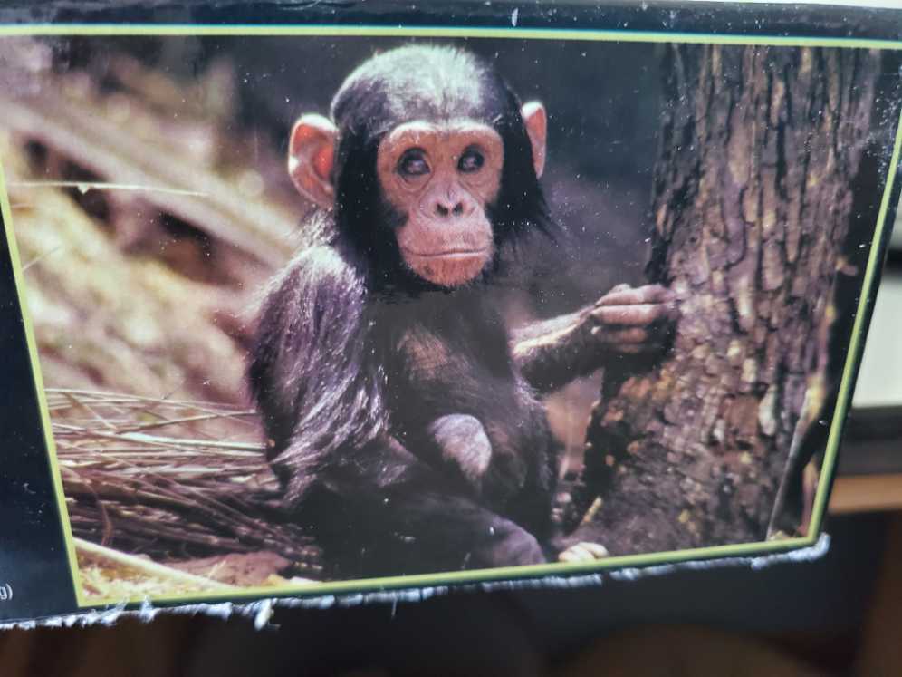 Watercolor Hummingbird 