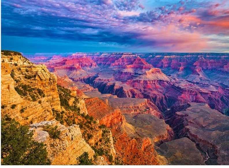 The Tropical Rain Forest