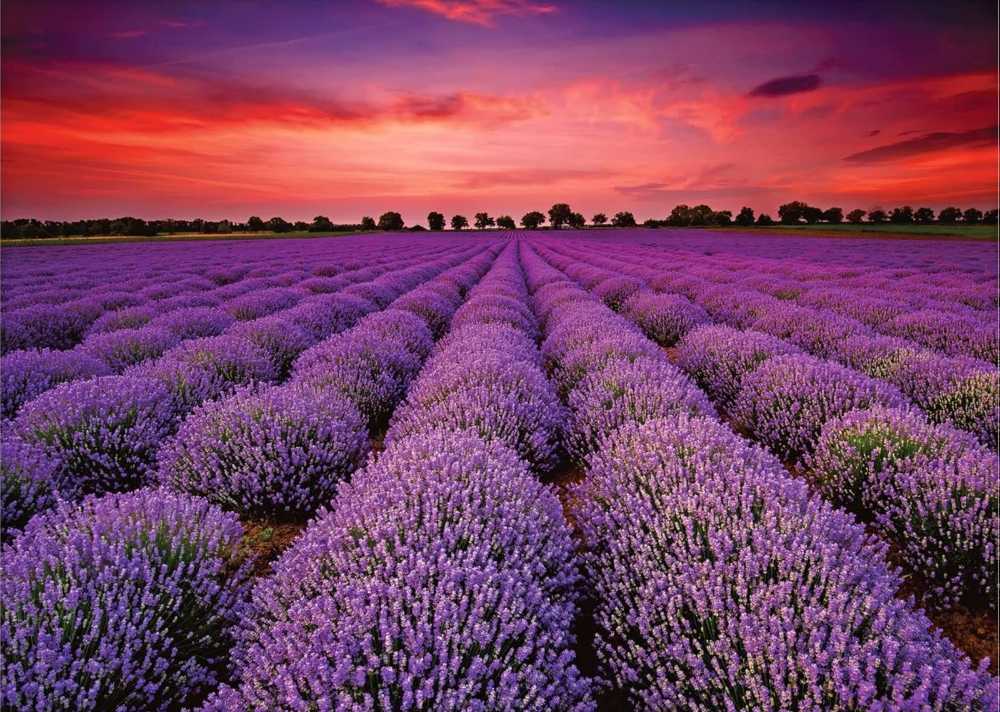 The Cheese Shop SOLD 