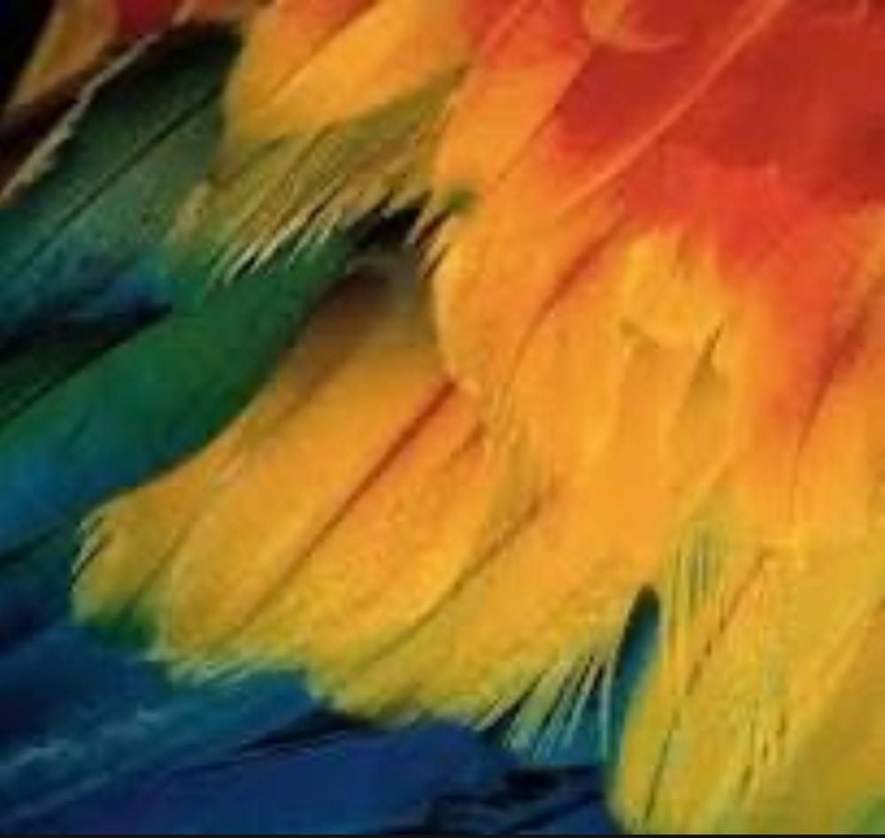 Feathers - Heye Puzzle puzzle collectible [Barcode 4001689294229] - Main Image 2