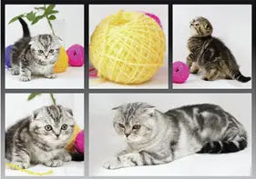 British ShortHair Cat-American Shorthair  Curious Kittens🟦 - Ravensburger puzzle collectible [Barcode 4005556195459] - Main Image 2