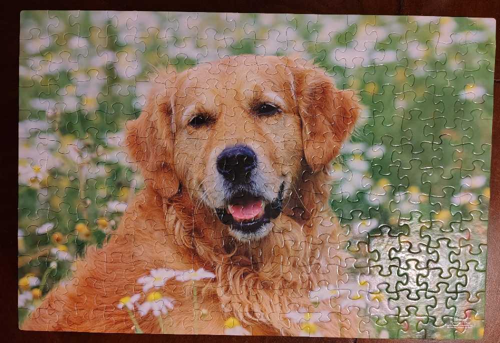 Golden Retriever - Melissa & Doug puzzle collectible [Barcode 000772013666] - Main Image 2