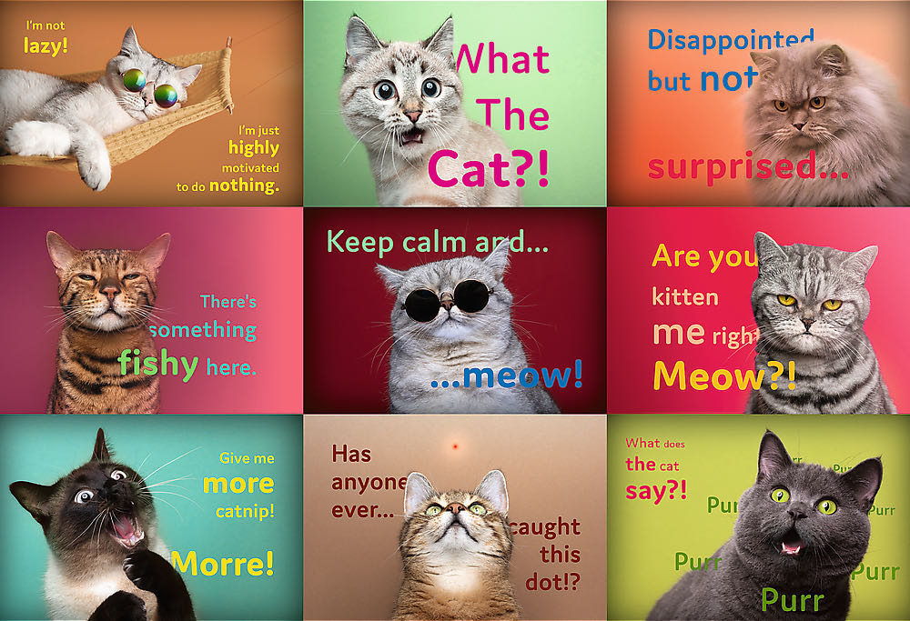 Funny Cats Faces 🟦 - Trefl puzzle collectible [Barcode 5900511262124] - Main Image 2