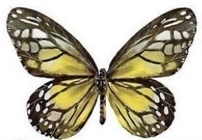 Butterflies III : Orange - Cra-Z-Art puzzle collectible [Barcode 4895145417778] - Main Image 2