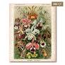 Orchids Mini Qt - Victory Wooden Puzzle puzzle collectible [Barcode 5056461104028] - Main Image 1