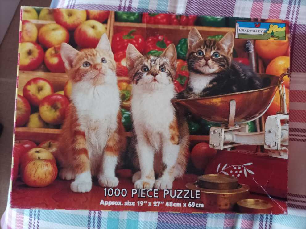 Wild Animals : Giraffe