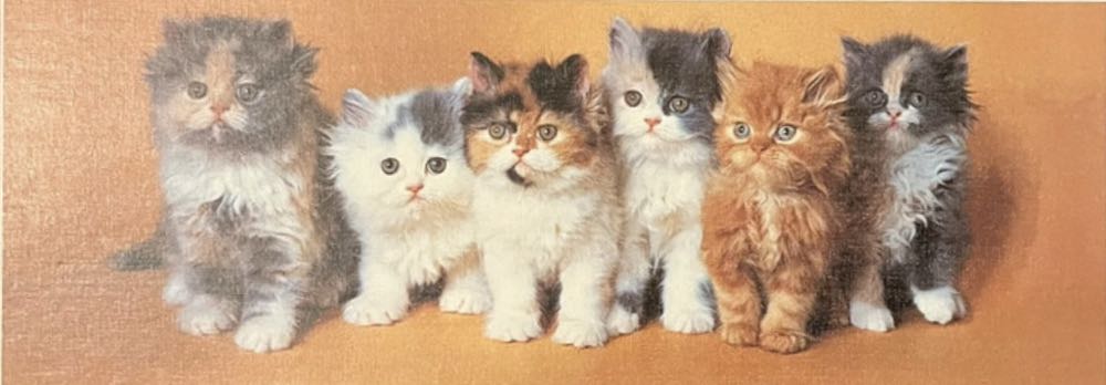 Persian Kittens🟦 - FX Schmid puzzle collectible [Barcode 4004618981610] - Main Image 2