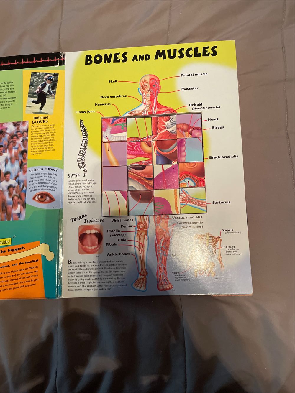 my Big Block Body Atlas  puzzle collectible [Barcode 776217002693] - Main Image 3