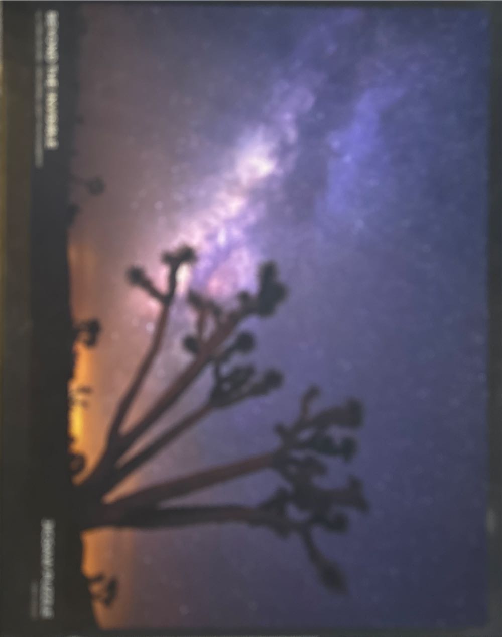 Tropical Hummingbirds 