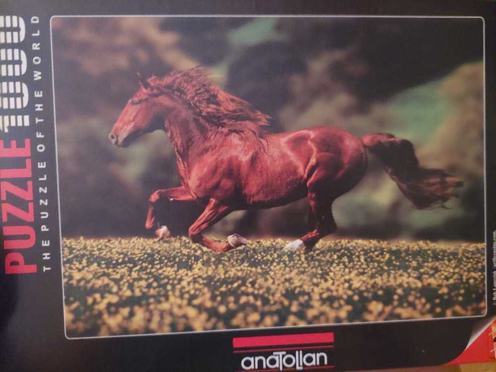 One Hundred Cats And A Fish