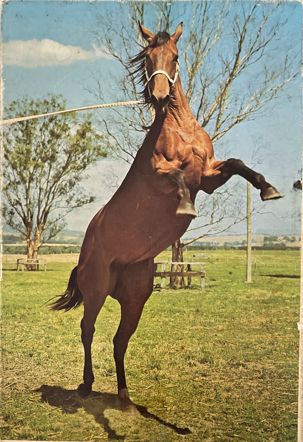 Collie/Horse - Ravensburger puzzle collectible - Main Image 2