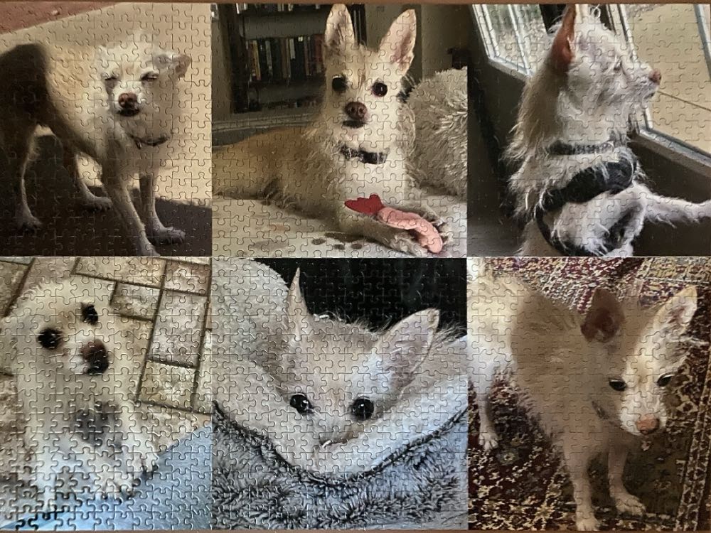 Reptiles And Amphibians