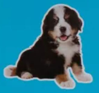 Puppies : French Mastiff - Brother Sister Design Studio puzzle collectible - Main Image 2