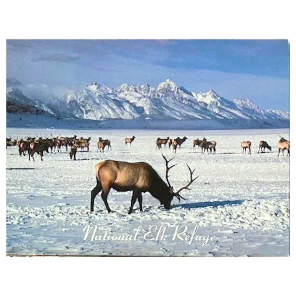 Woodland Forest Animals