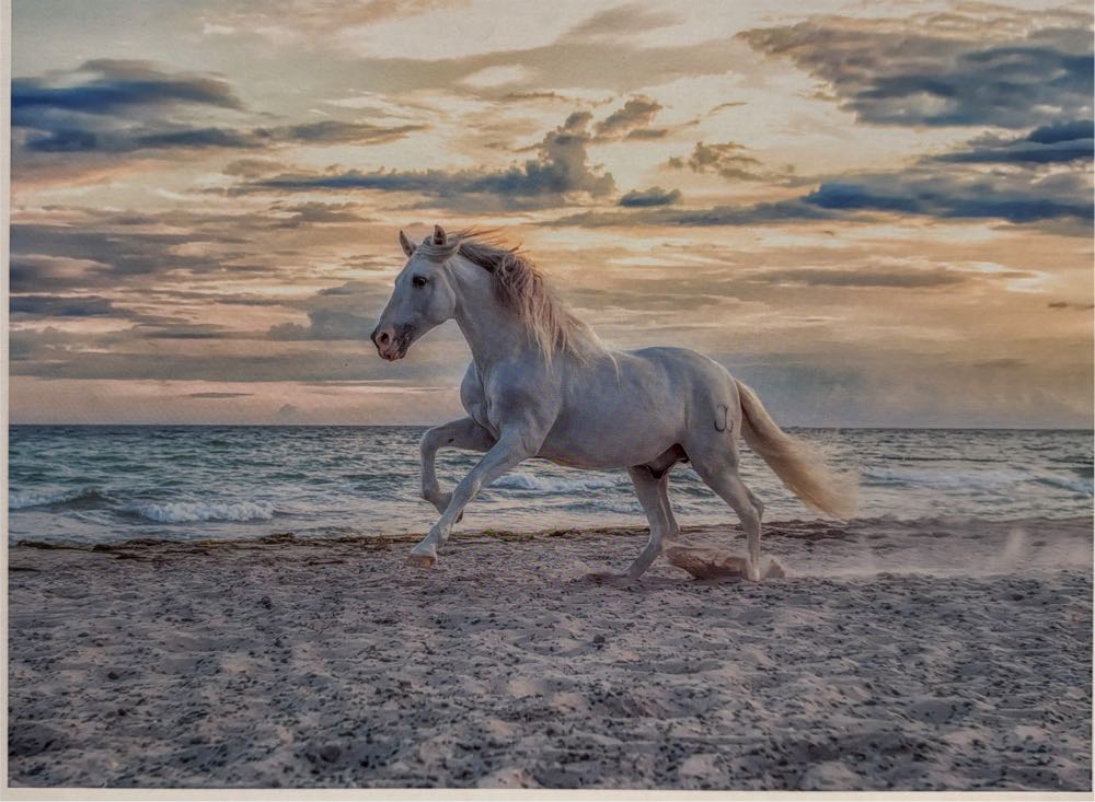 Evening Gallop - Ravenburger puzzle collectible [Barcode 4005555002222] - Main Image 2