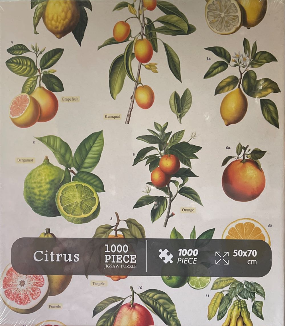 Cat Enjoying The Sun 