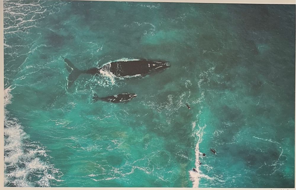 State Plates Of The Usa Piece Jigsaw By Hart By