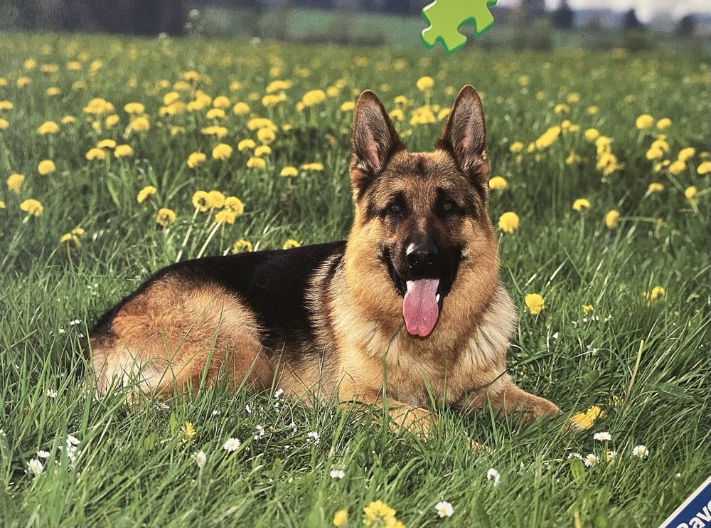 Masterpieces Game Day 500 Piece Jigsaw Puzzle For Adults Nfl Denver Broncos Locker Room 15”x21”