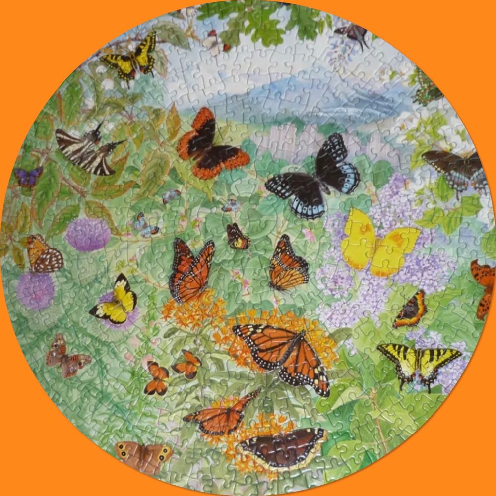 Butterflies Of North America 🟦🔴 - James Hamilton puzzle collectible [Barcode 5014519050116] - Main Image 3