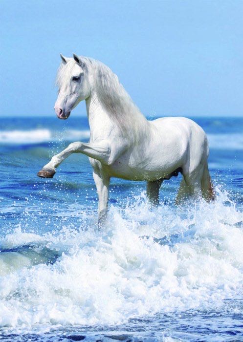 Pferd in Der Brandung 158829 - Ravensburger puzzle collectible - Main Image 2