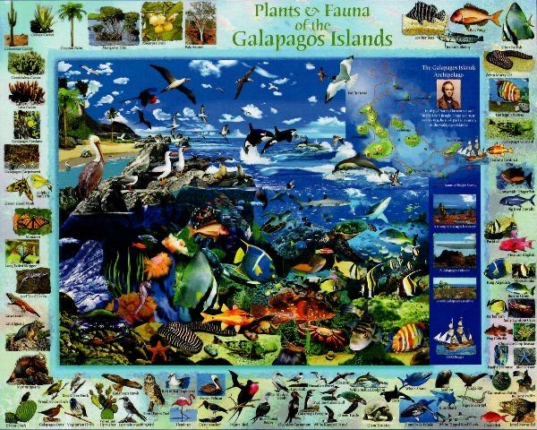 Galapagos - Vermont Christmas Company puzzle collectible - Main Image 2