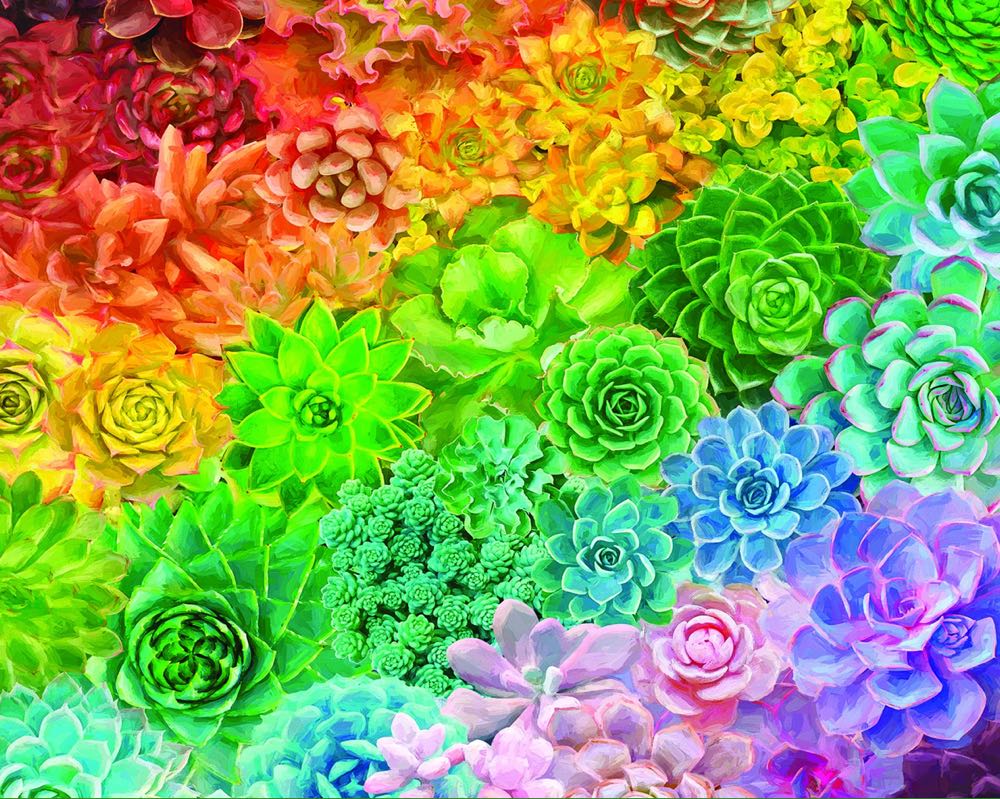 Succulent Rainbow - White Mountain Puzzles puzzle collectible [Barcode 724819263639] - Main Image 2