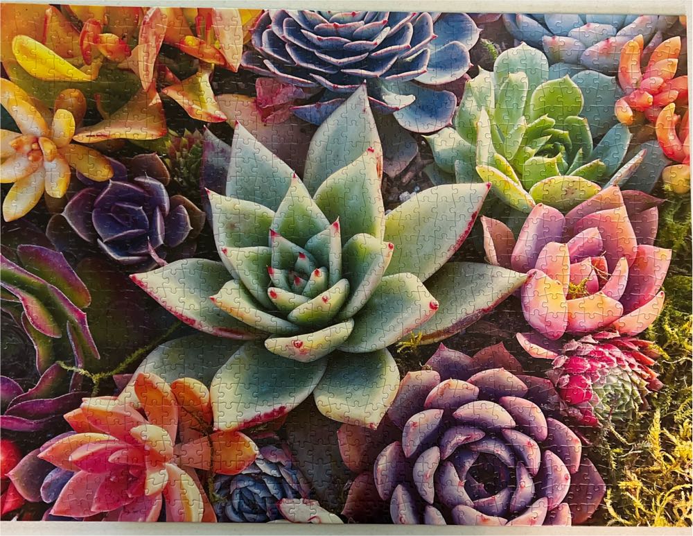 Simple Succulents - Buffalo puzzle collectible [Barcode 079346119851] - Main Image 4