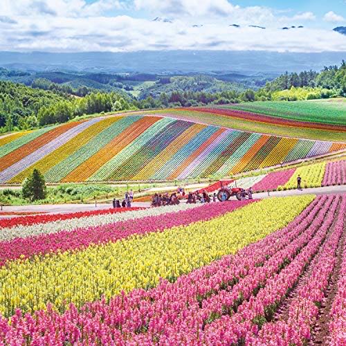 The Puzzler’s Desk (TRADED)