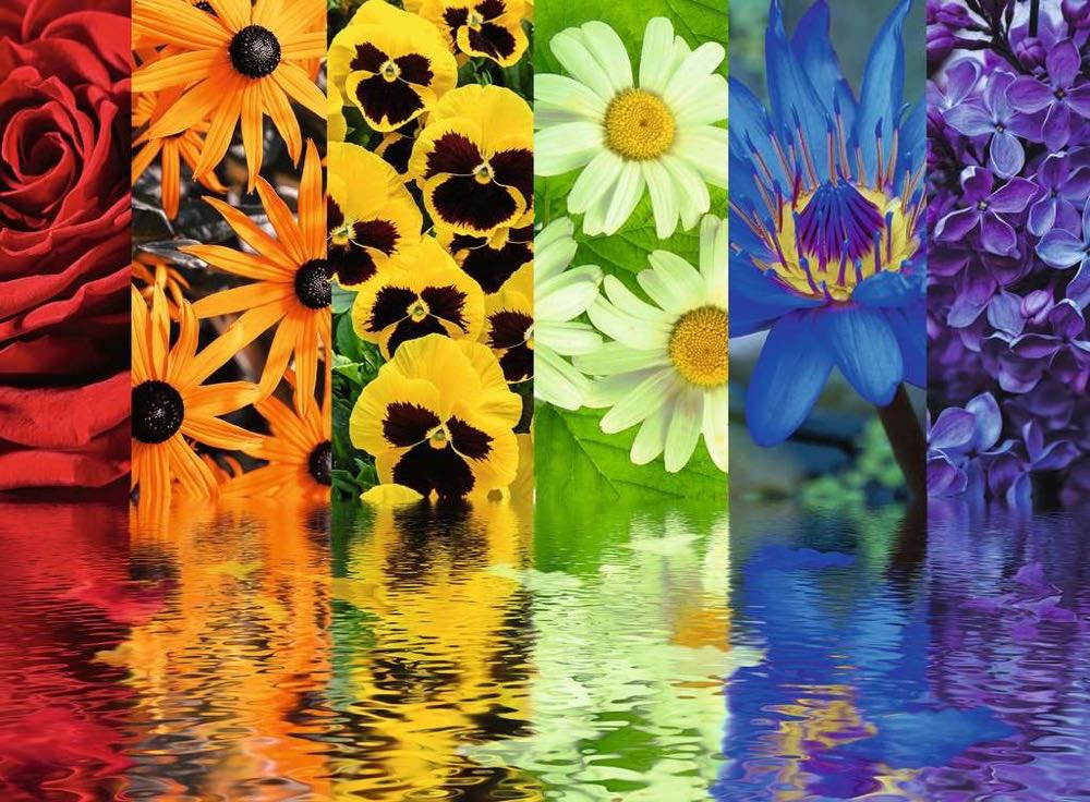 Floral Reflections - Ravensburger 🇬🇧 puzzle collectible [Barcode 4005556164462] - Main Image 2