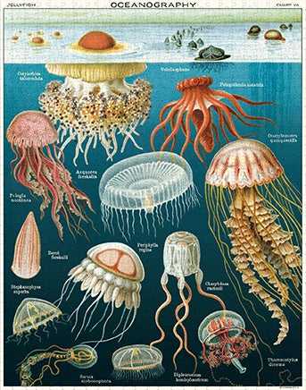 Jellyfish - Cavallini & Co puzzle collectible [Barcode 9781635448740] - Main Image 2