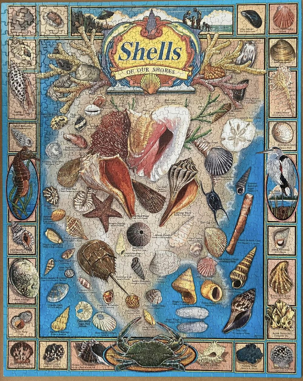 Shells Of Our Shores-KS. - White Mountain Puzzles puzzle collectible [Barcode 724819247844] - Main Image 4