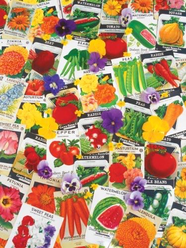 Chamberlain’s Charge-MJT