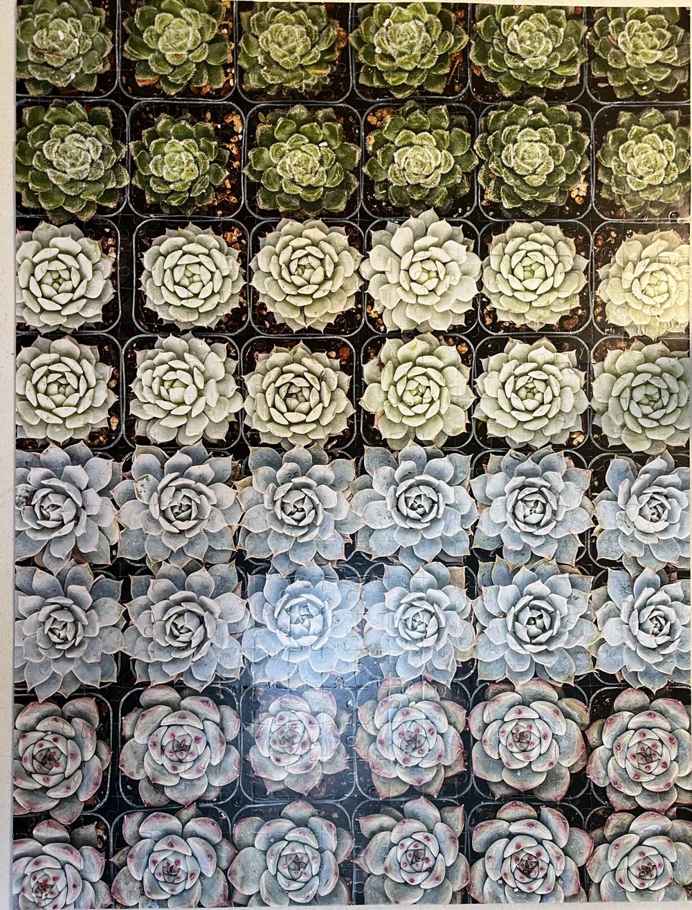 Succulent Garden - Galison puzzle collectible [Barcode 9780735355309] - Main Image 3