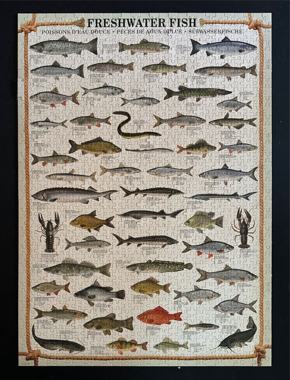 Freshwater Fish - Eurographics puzzle collectible [Barcode 628136603126] - Main Image 2