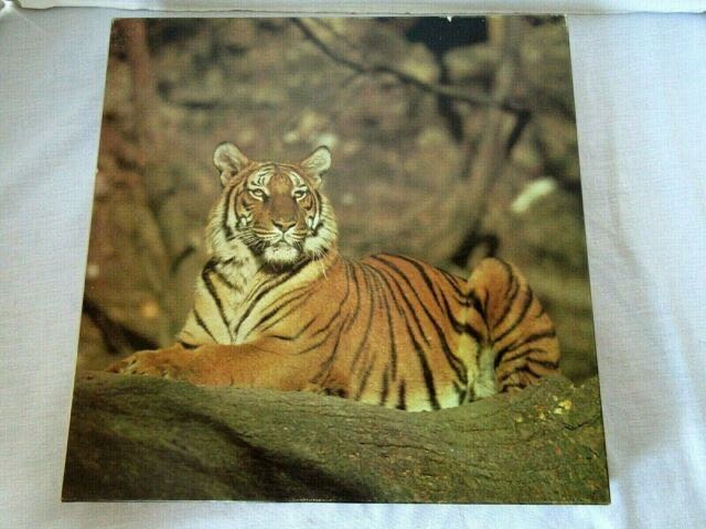 Cottage In the Woods