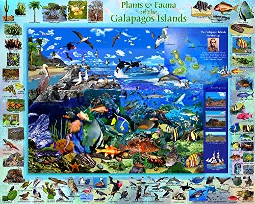 Galapagos Jigsaw Puzzle Piece - Vermont Christmas Company puzzle collectible [Barcode 819273021786] - Main Image 1