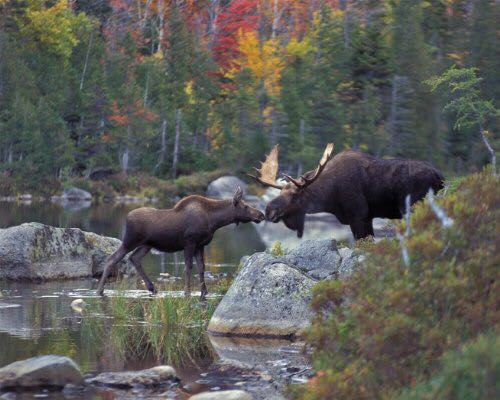 Acquisition Of Memory