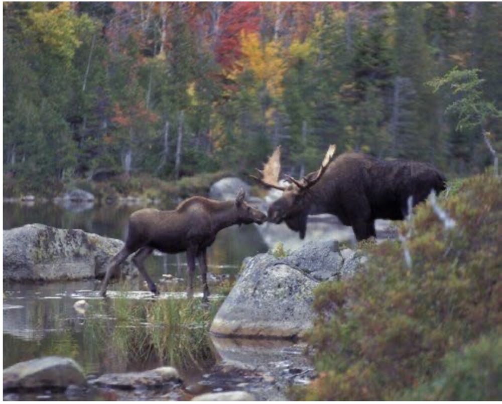 Kissing Moose* - White Mountain Puzzles puzzle collectible [Barcode 724819250721] - Main Image 2