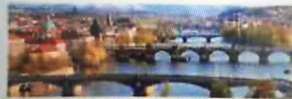 Succulents Pretty Pastels