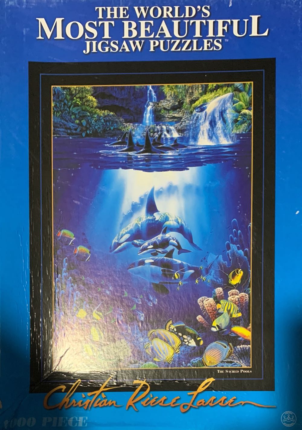 Norwegian Forest Cat Kittens