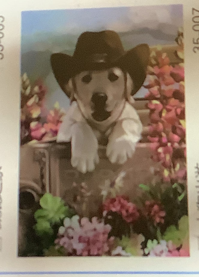 Randal Spangler The Trick Or Treat House Sunsout